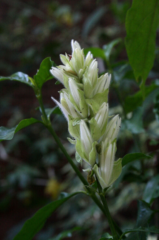 Whitfieldia elongata Whitfieldia elongata