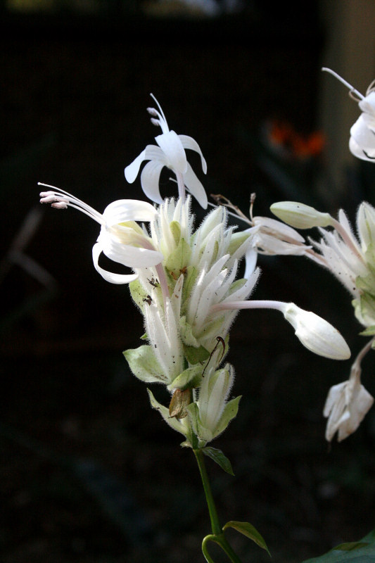 Whitfieldia elongata Whitfieldia elongata