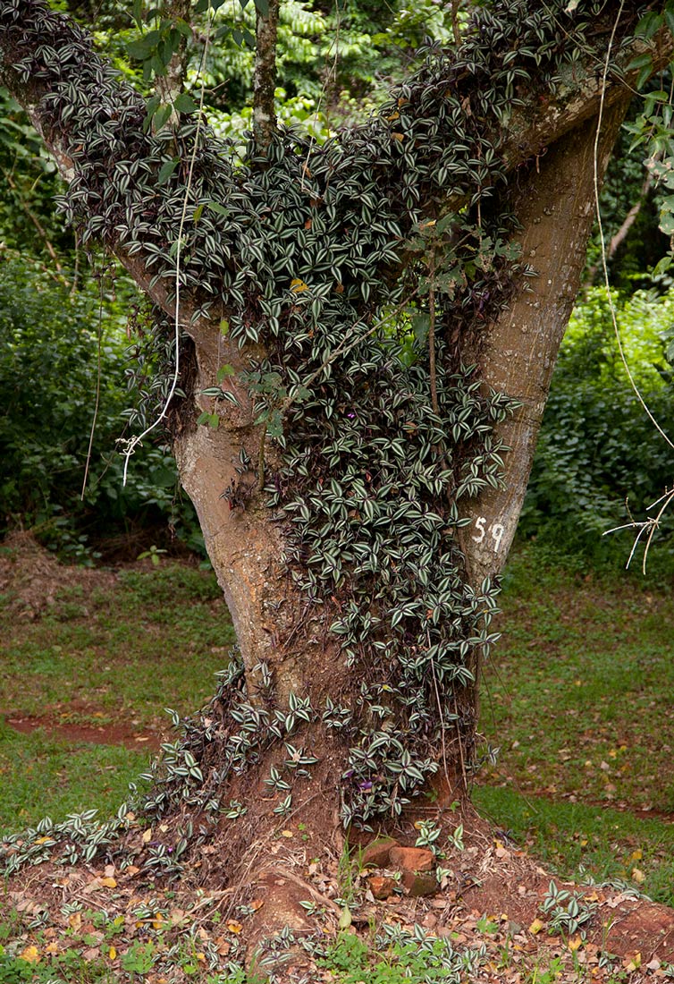 Tradescantia zebrina