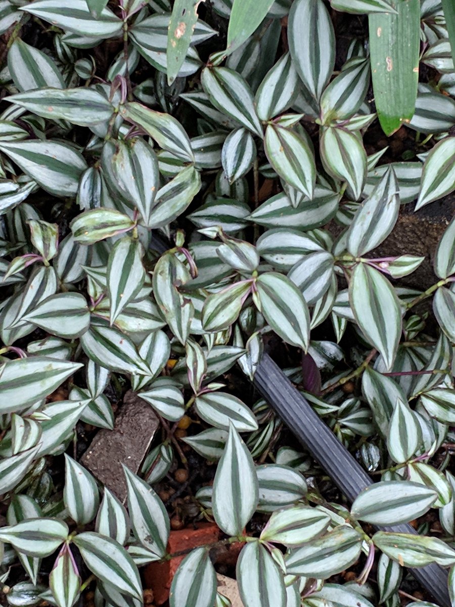 Tradescantia zebrina