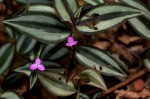Tradescantia zebrina