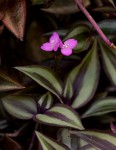 Tradescantia zebrina