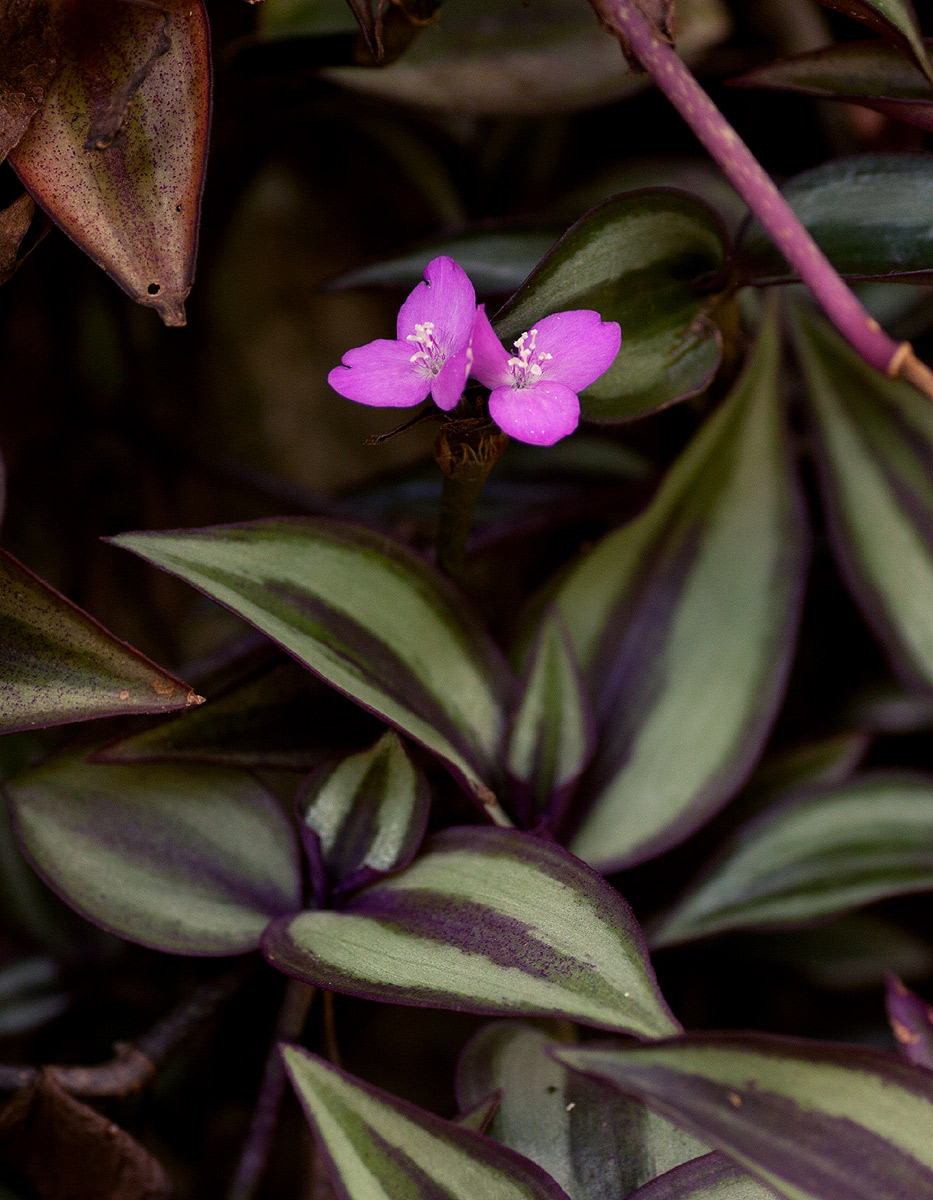 Tradescantia zebrina