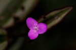 Tradescantia zebrina