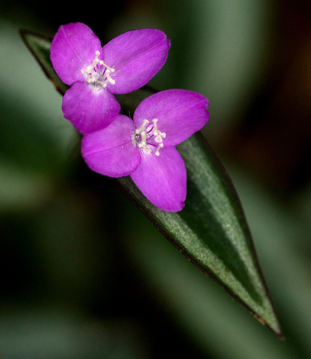 Tradescantia zebrina