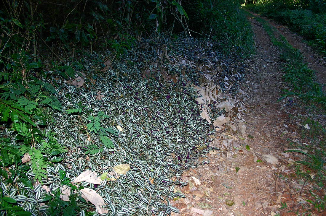 Tradescantia zebrina Tradescantia zebrina