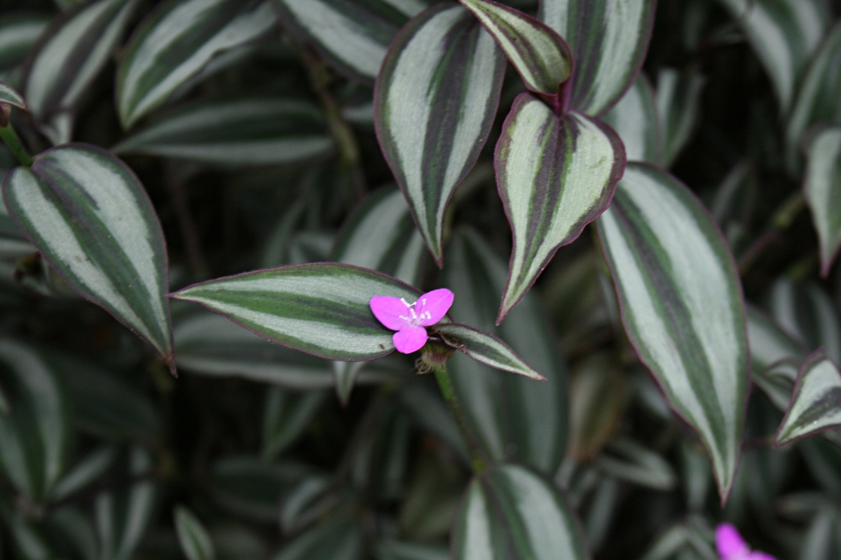 Tradescantia zebrina