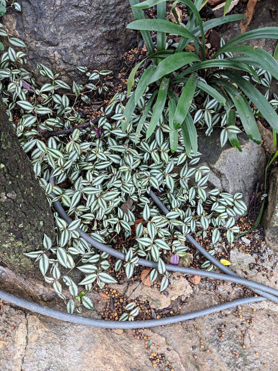 Tradescantia zebrina Tradescantia zebrina