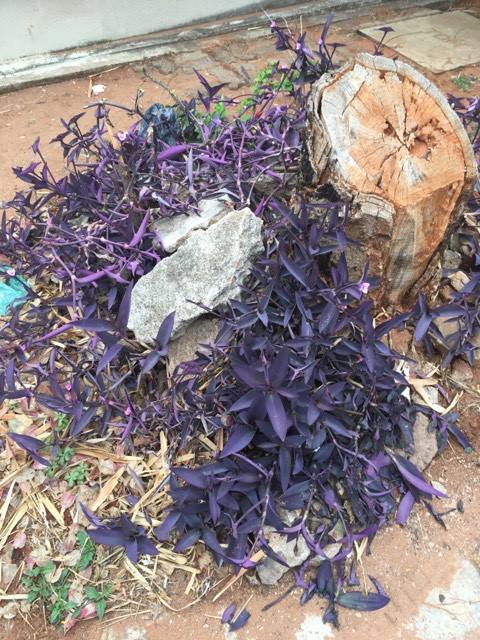 Tradescantia pallida