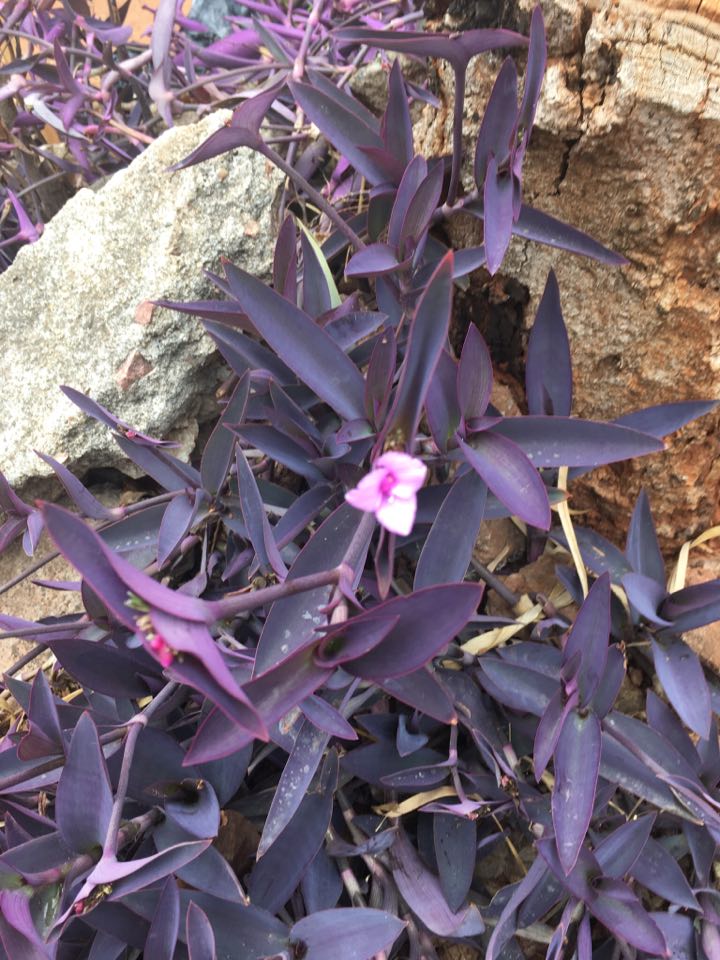 Tradescantia pallida