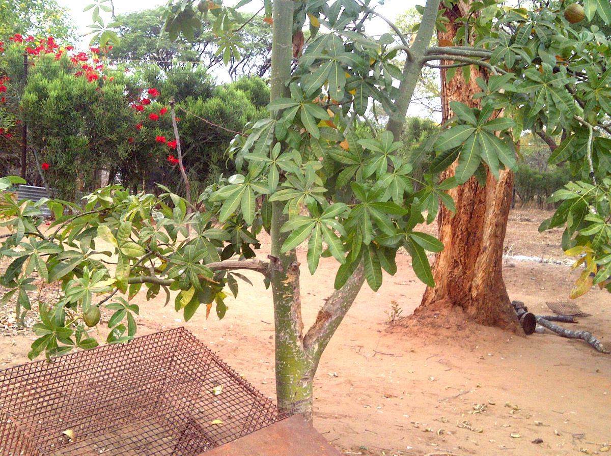 Pachira glabra