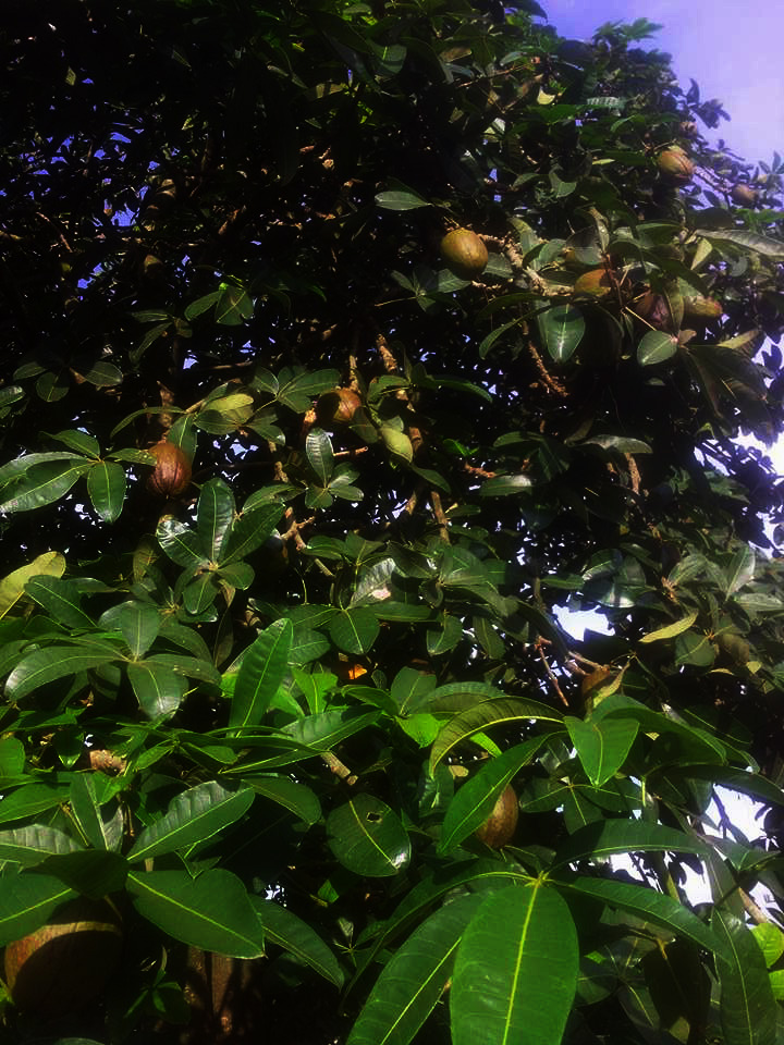 Pachira glabra Pachira glabra