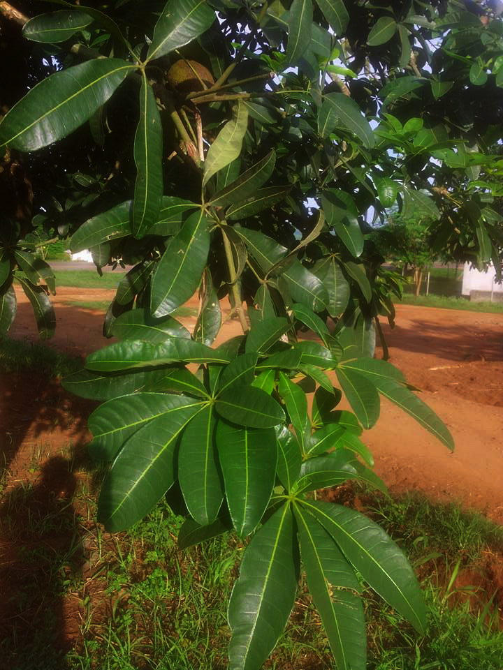 Pachira glabra Pachira glabra