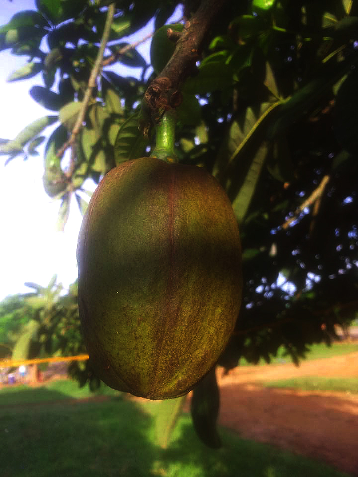 Pachira glabra Pachira glabra