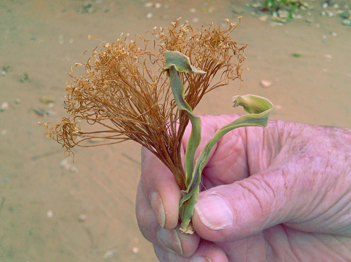 Pachira glabra