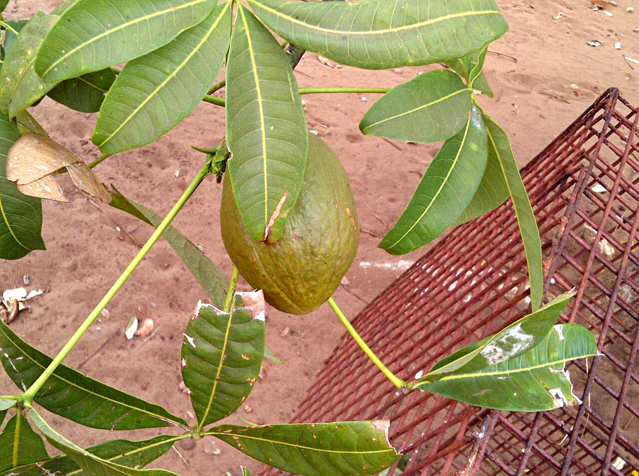 Pachira glabra