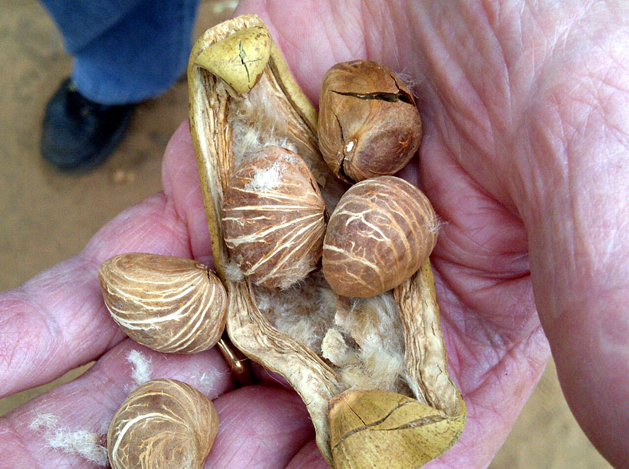 Pachira glabra