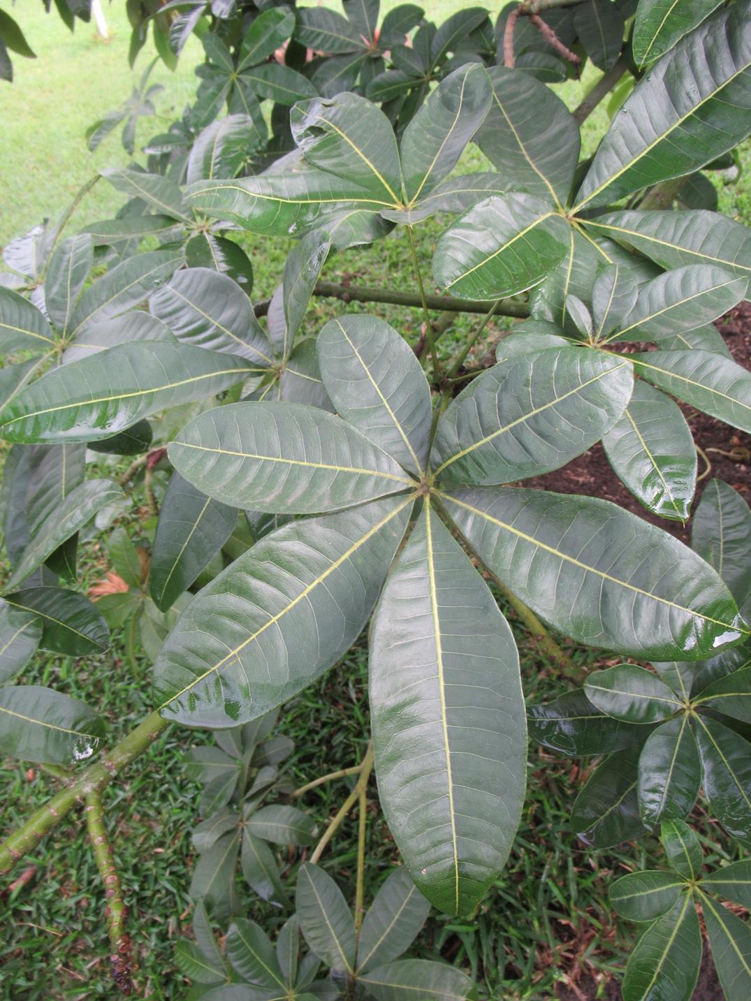 Pachira glabra