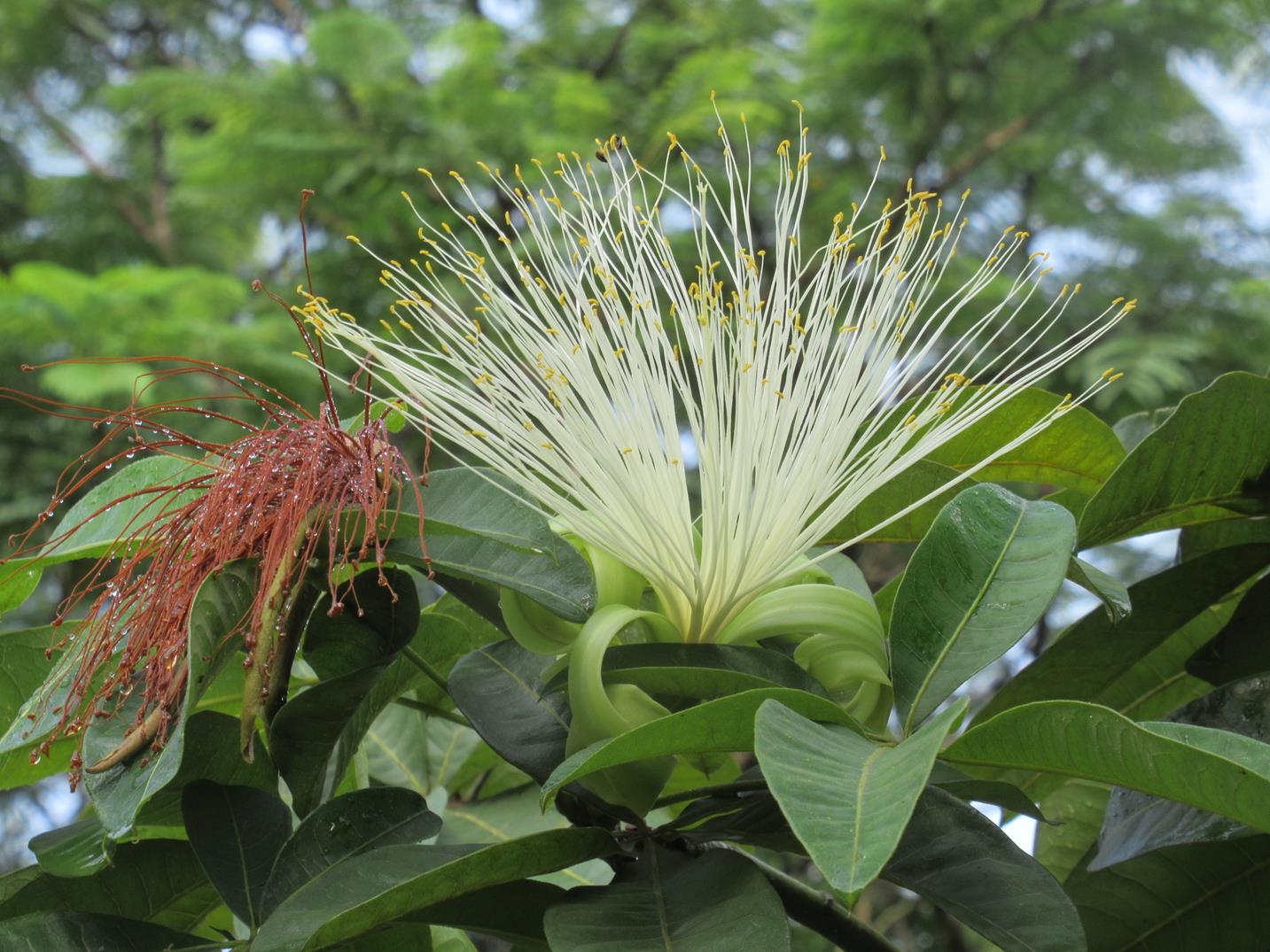Pachira glabra Pachira glabra