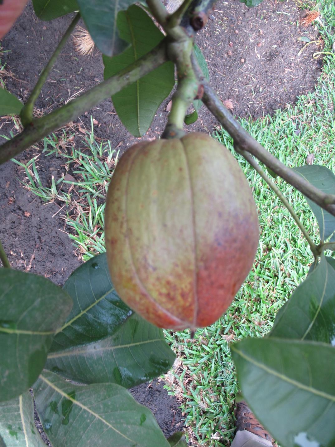 Pachira glabra Pachira glabra