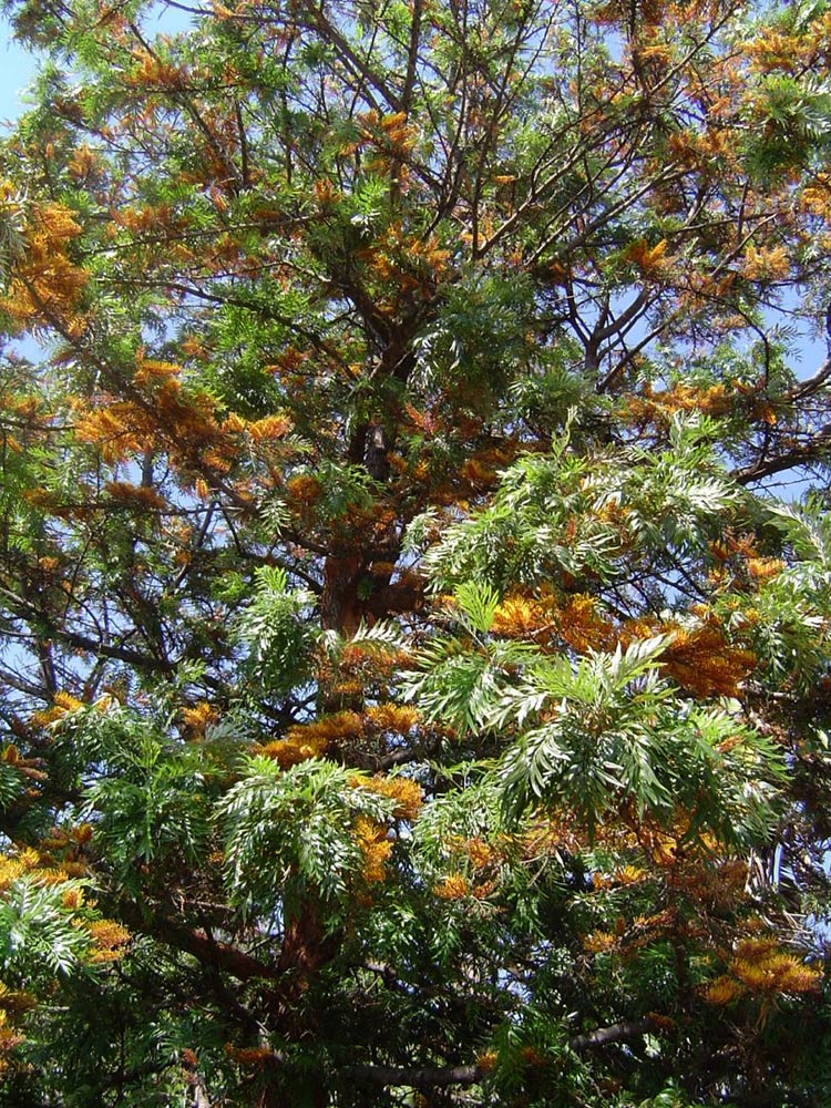 Grevillea robusta Grevillea robusta
