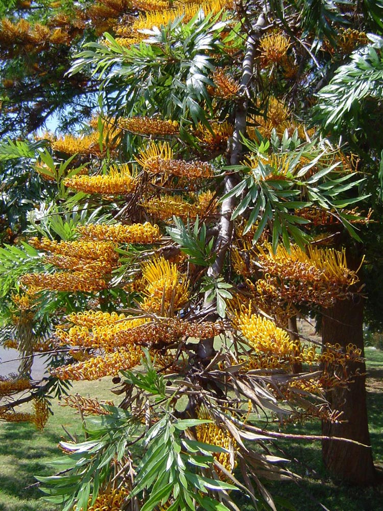 Grevillea robusta Grevillea robusta