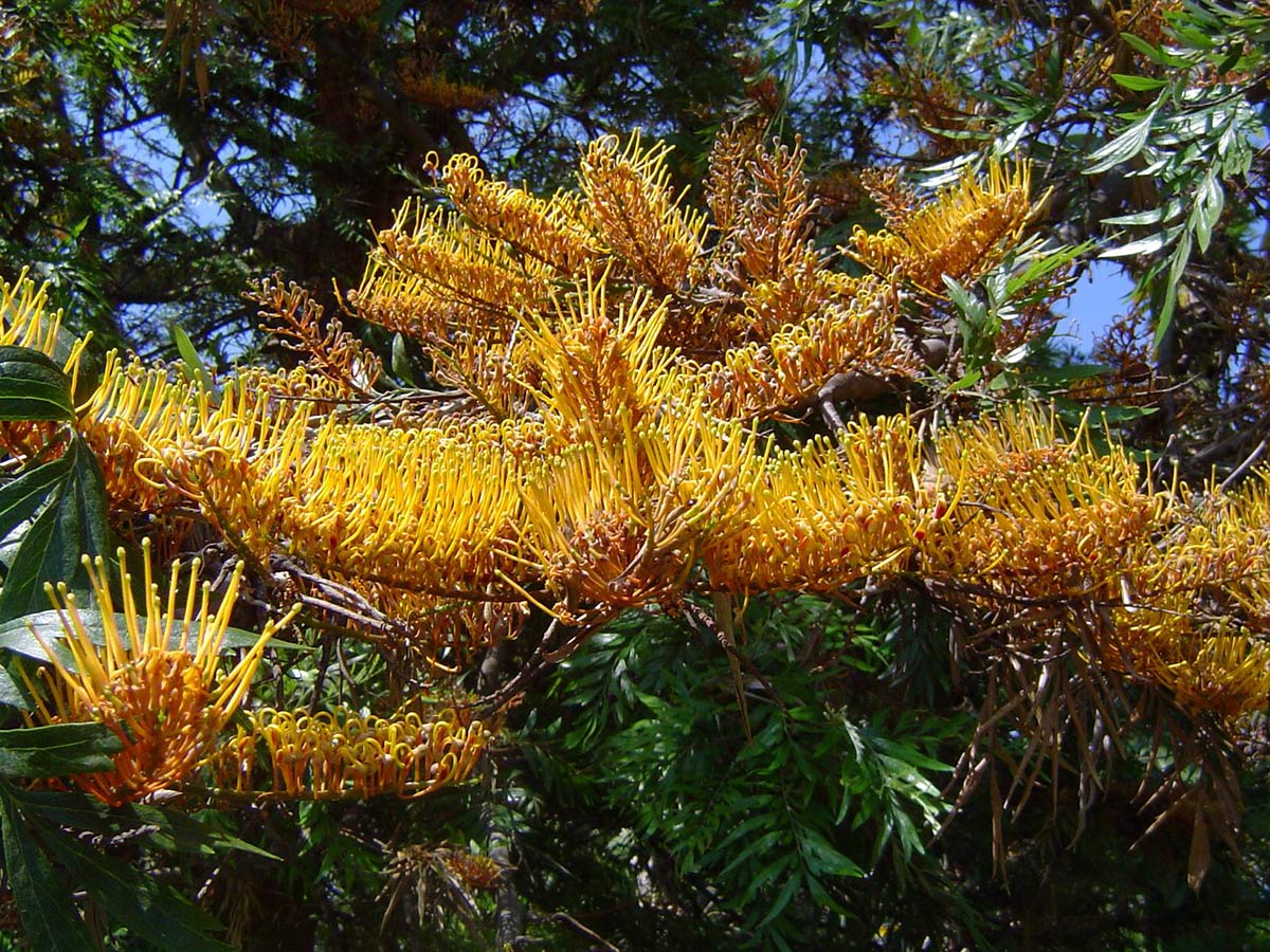Grevillea robusta Grevillea robusta