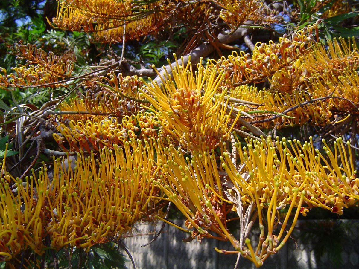 Grevillea robusta Grevillea robusta
