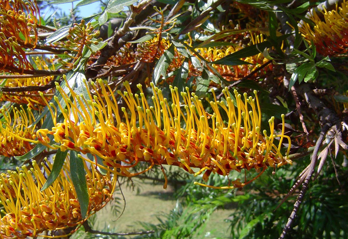 Grevillea robusta Grevillea robusta