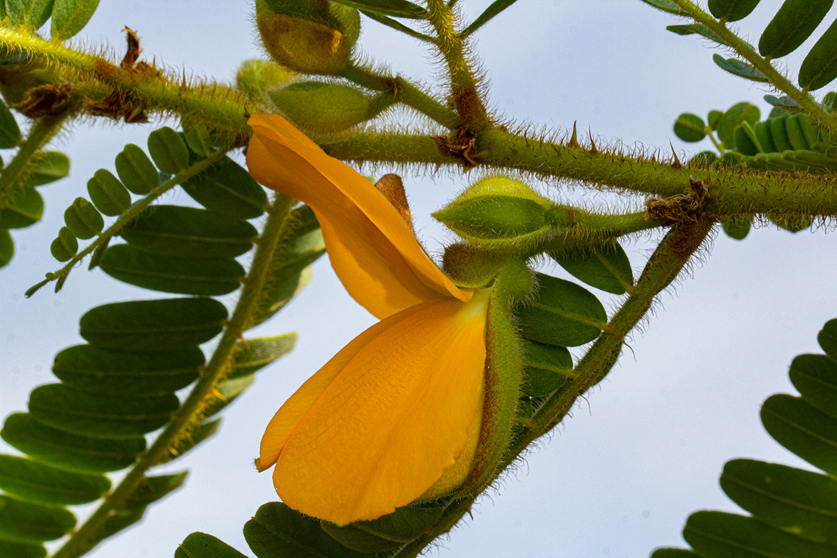 Aeschynomene elaphroxylon