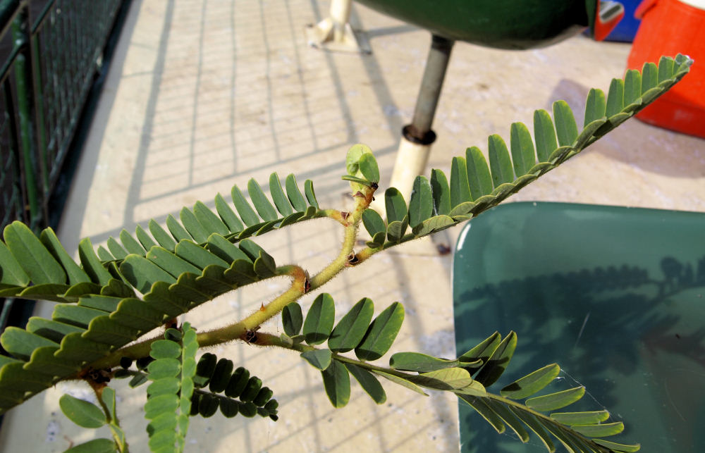 Aeschynomene elaphroxylon