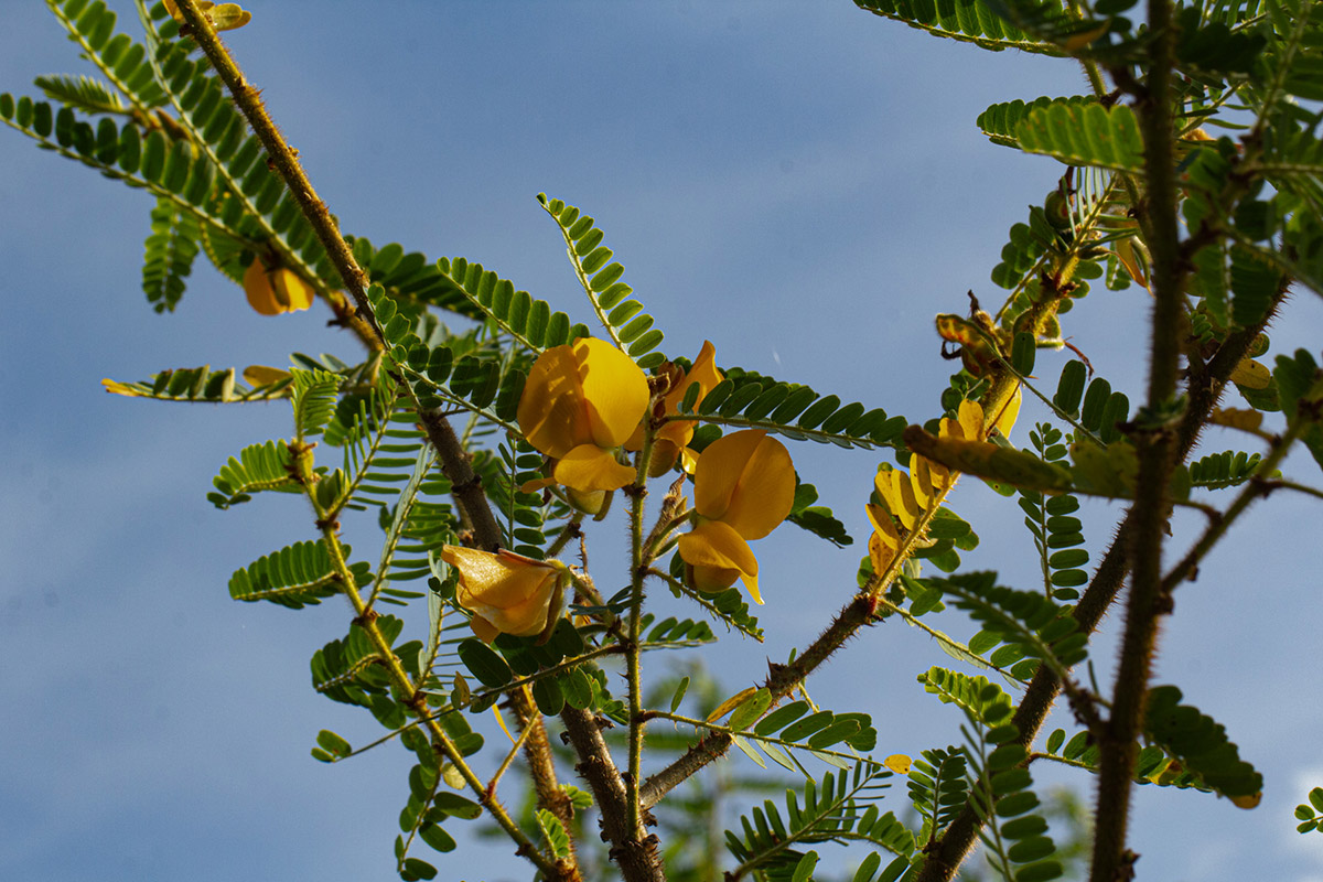 Aeschynomene elaphroxylon