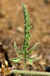 Convolvulus sagittatus