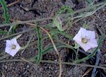 Convolvulus sagittatus