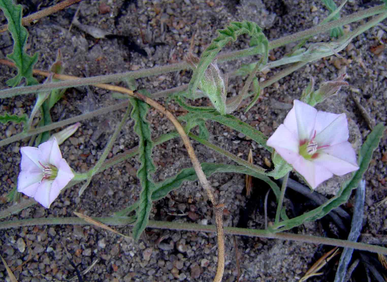 Convolvulus sagittatus Convolvulus sagittatus