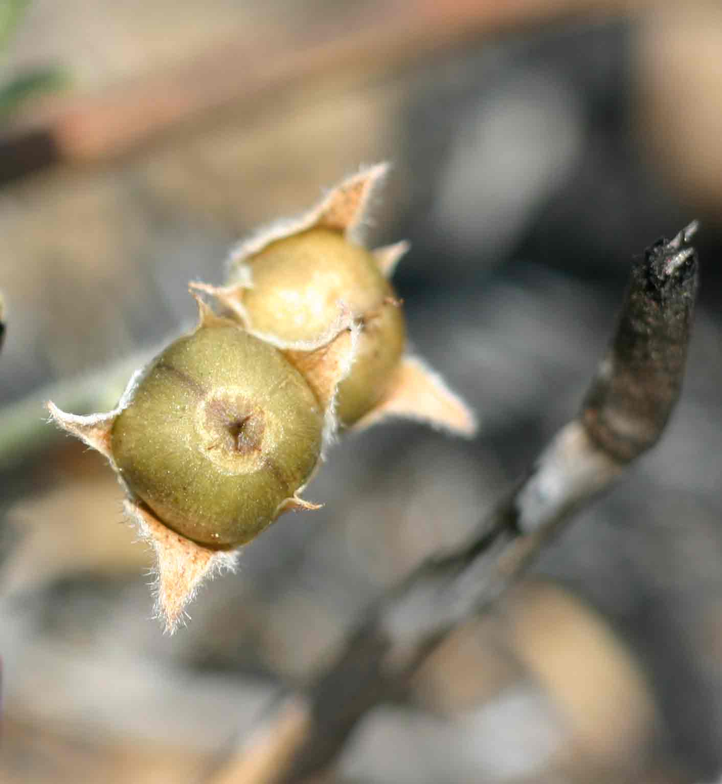 Convolvulus sagittatus