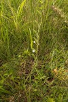 Convolvulus sagittatus