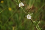 Convolvulus sagittatus