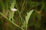 Convolvulus sagittatus