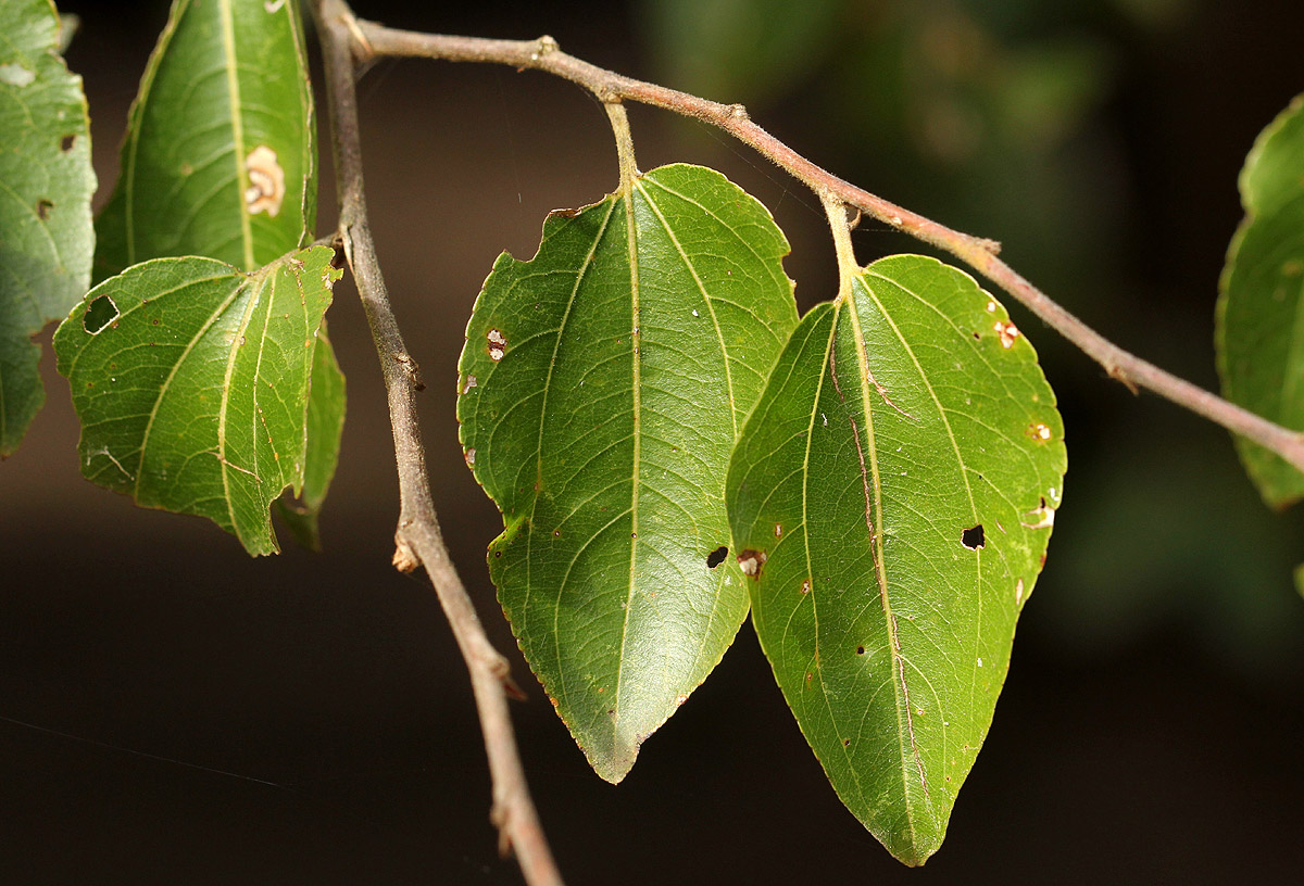 Ziziphus mucronata