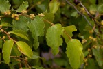 Ziziphus mucronata