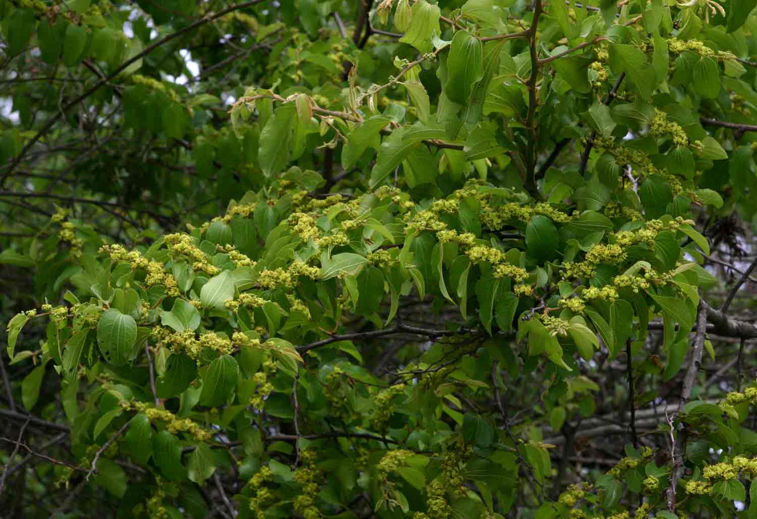 Ziziphus mucronata