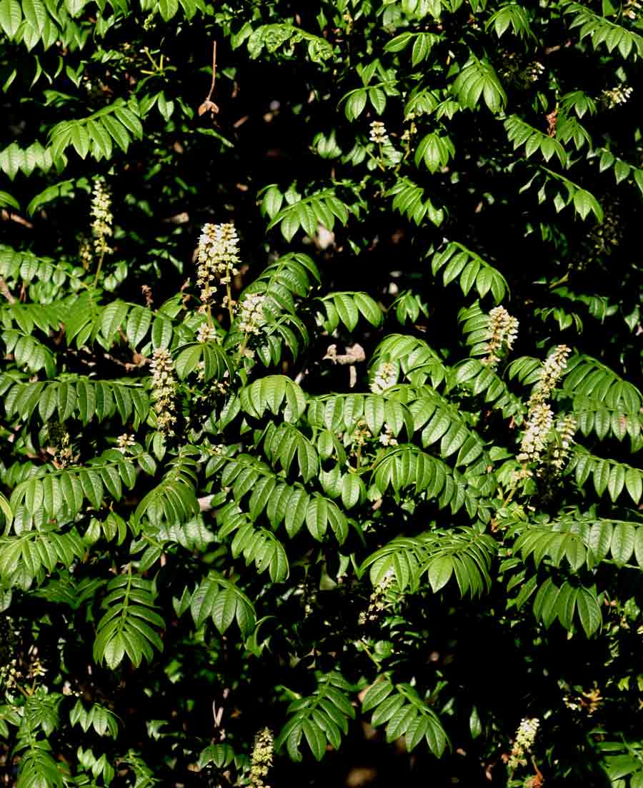 Bersama abyssinica Bersama abyssinica