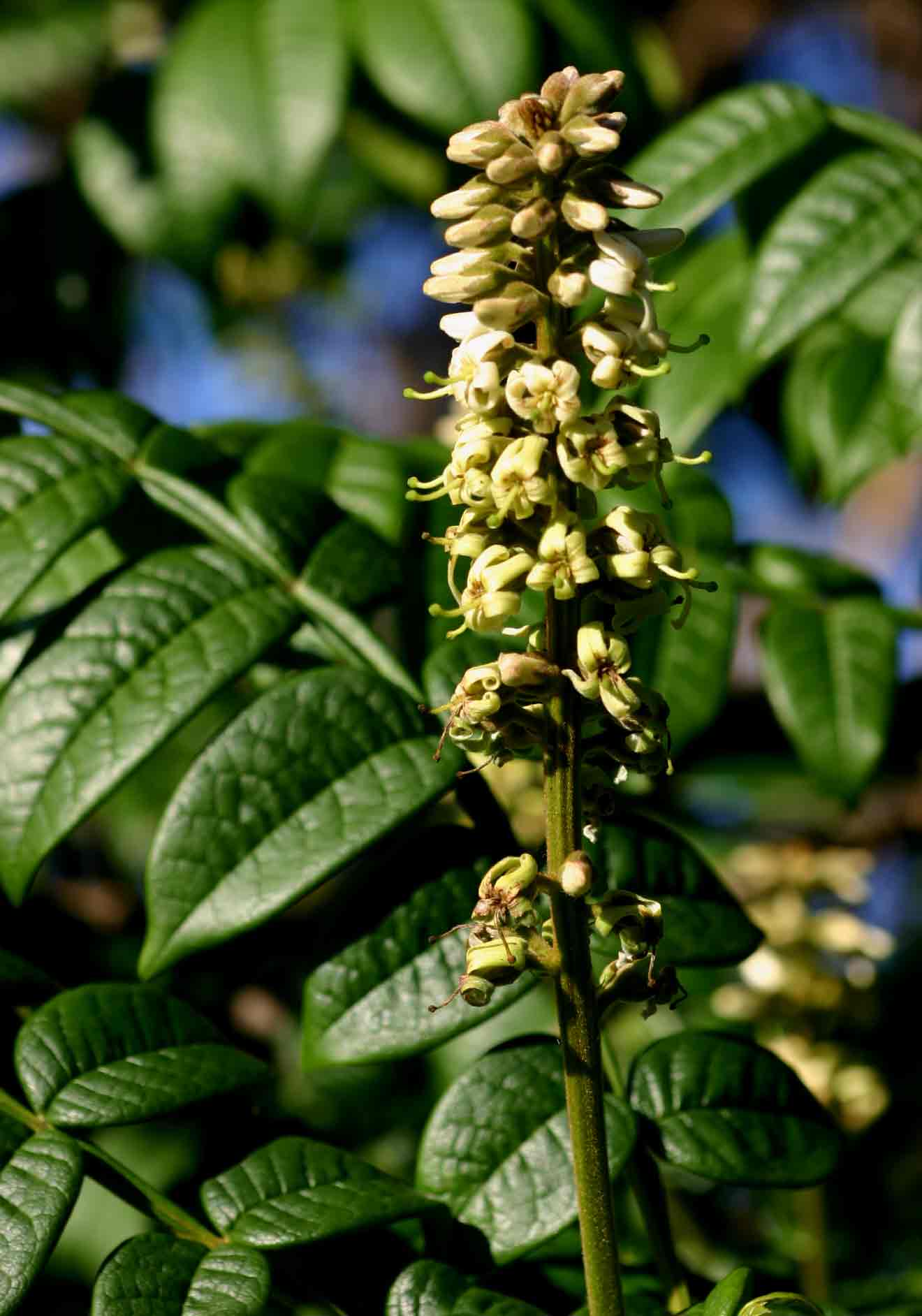 Bersama abyssinica Bersama abyssinica