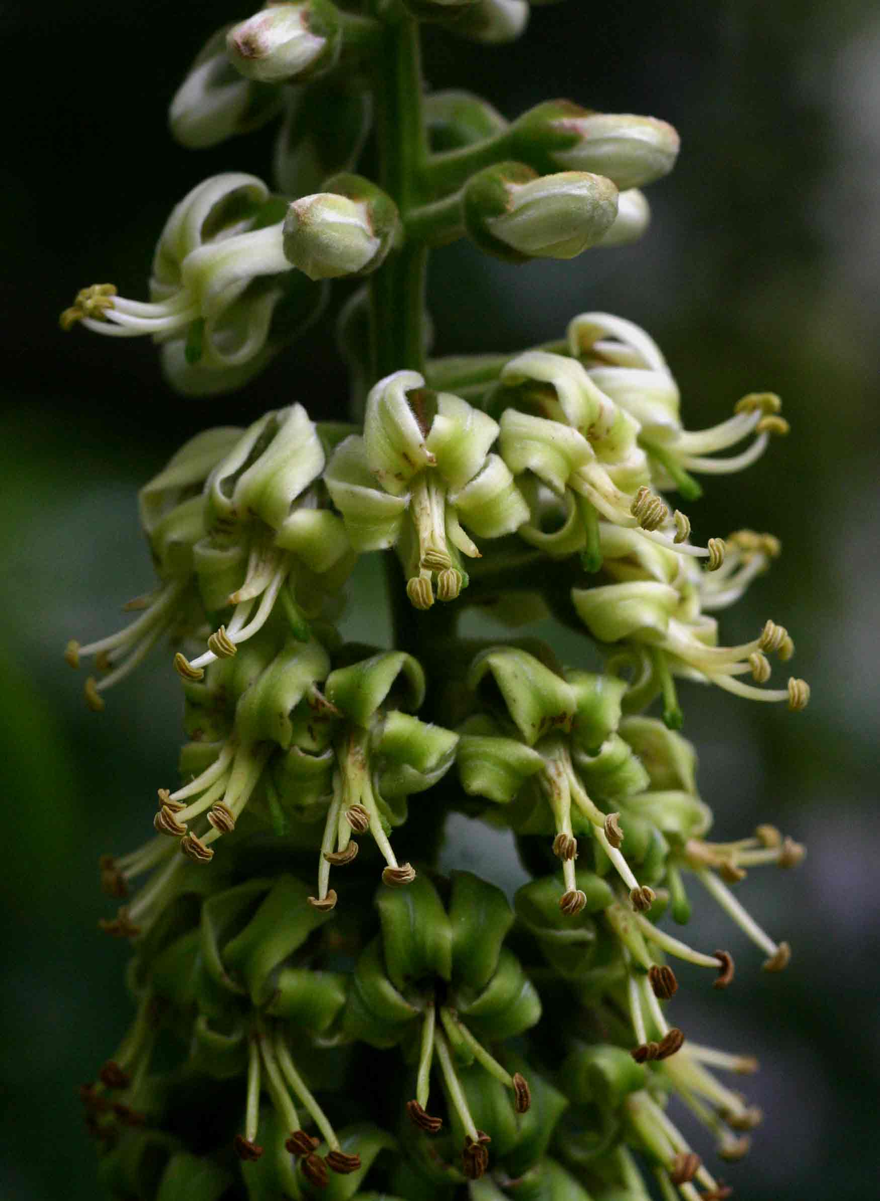 Bersama abyssinica Bersama abyssinica