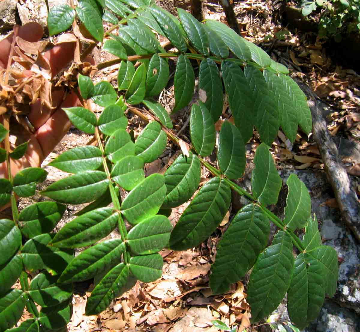 Bersama abyssinica Bersama abyssinica