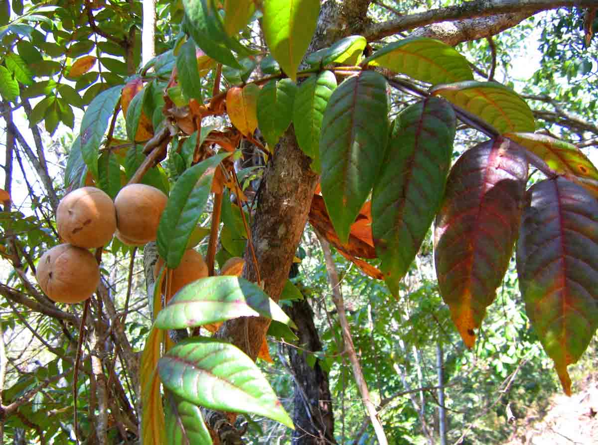 Bersama abyssinica Bersama abyssinica