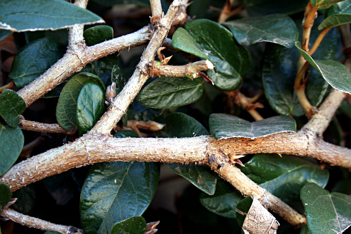Ficus pumila
