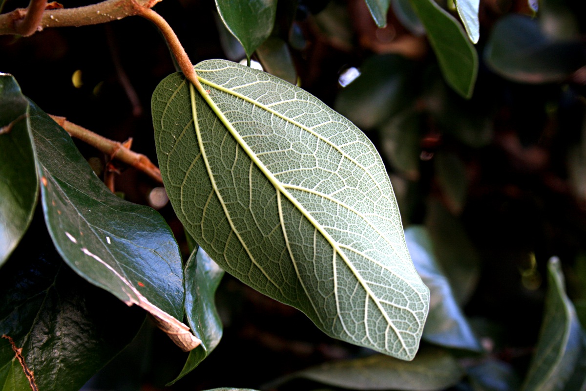 Ficus pumila