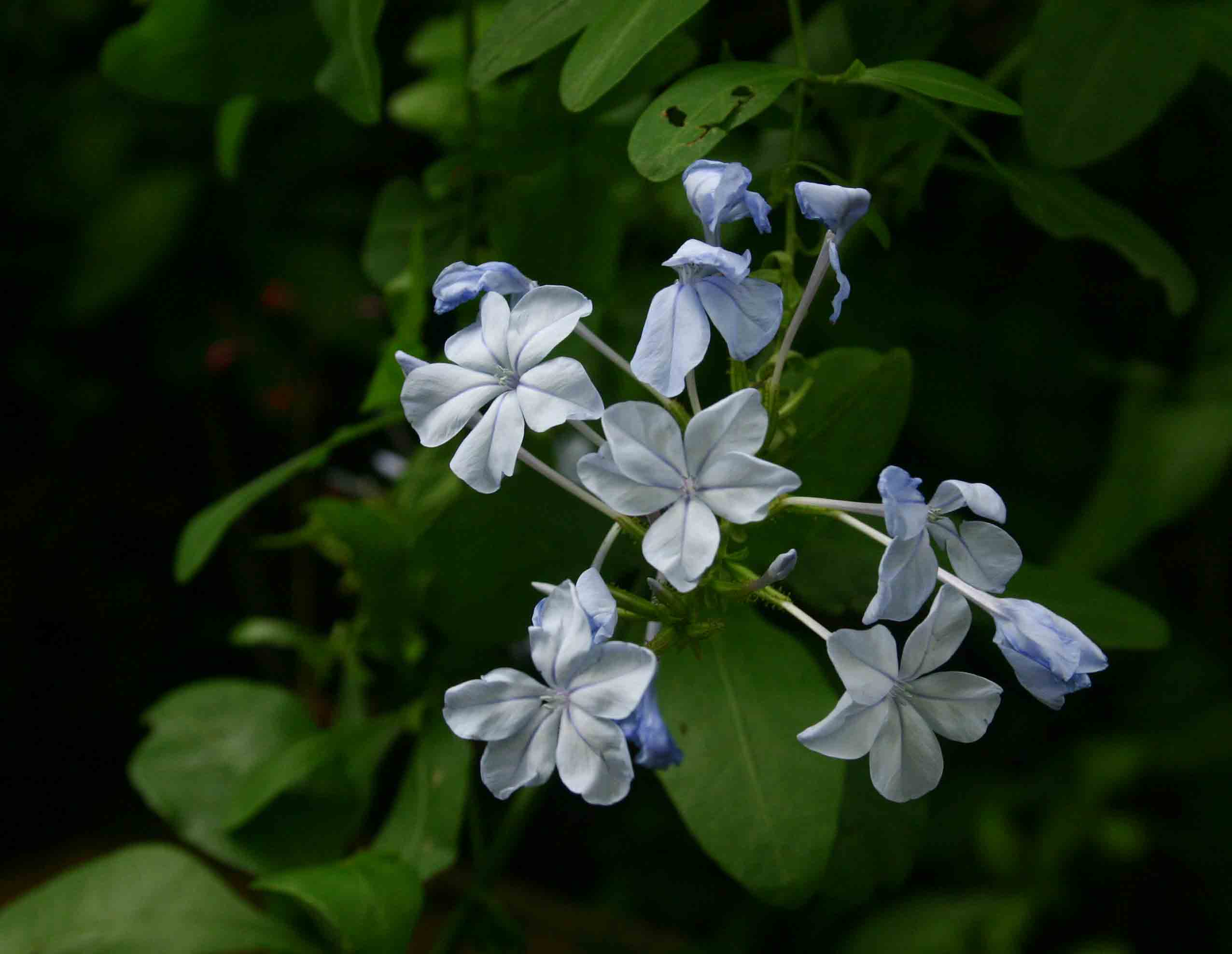 Plumbago auriculata